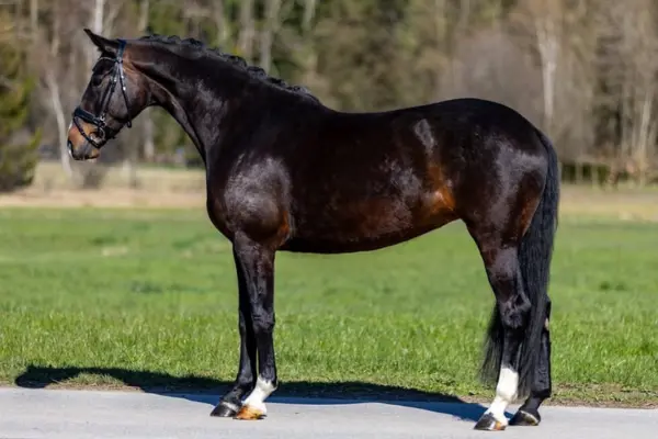 Eine fotorealistische Ganzkörperaufnahme eines tiefschwarzen Warmbluts, das korrekt aufgestellt im Profil nach links auf einem asphaltierten Weg steht. Es trägt dieselbe schwarze Trense und akkurat eingeflochtene Mähne wie im vorherigen Bild. Weiße Socken sind am linken Hinterbein sichtbar. Der Hintergrund zeigt dieselbe grüne Koppel und ferne Bäume.