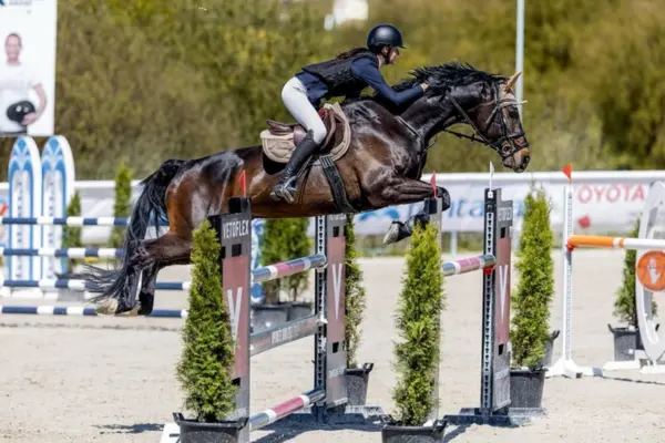 Action-Aufnahme der dunkelbraunen Cari beim Überwinden eines hohen Steilsprungs auf einem Turnierplatz. Das Pferd zieht die Vorderbeine eng an, während die Reiterin die Bewegung in der Flugphase harmonisch begleitet. Das Hindernis ist mit rot-weißen Stangen und dekorativen Grünpflanzen gestaltet.
