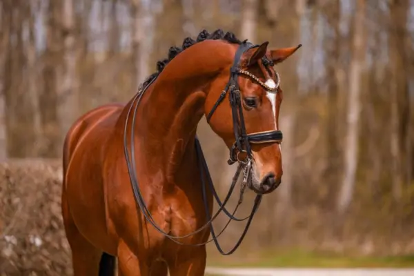 Porträt von Flash vor einer herbstlichen Waldkulisse. Die Aufnahme zeigt den Kopf und den muskulösen Hals des braunen Pferdes im Profil. Die Mähne ist akkurat in Turnierzöpfen eingeflochten, und Flash trägt eine schwarze Trense mit einem dezent funkelnden Stirnband.