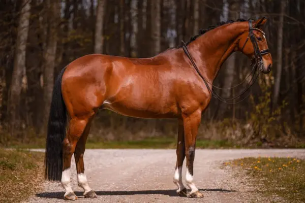Eine Ganzkörper-Profilaufnahme eines sportlichen, braunen Warmbluts namens Flash. Das Pferd steht aufmerksam auf einem hellen Waldweg, hat vier weiße Socken und eine eingeflochtene dunkle Mähne. Der Hintergrund zeigt einen weichgezeichneten Wald im warmen Tageslicht.