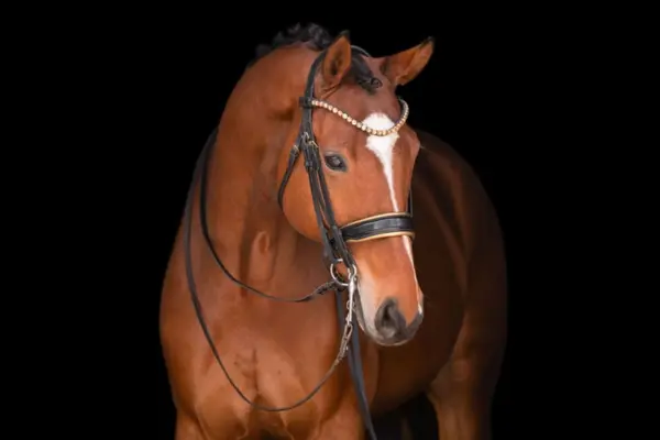 Edles Studio-Porträt des braunen Pferdes Flash vor einem tiefschwarzen Hintergrund. Die Nahaufnahme fokussiert auf das Gesicht mit einer markanten weißen Flocke auf der Stirn und die aufmerksamen Augen. Das elegante Zaumzeug mit Strass-Verzierung kommt durch die Beleuchtung besonders gut zur Geltung.