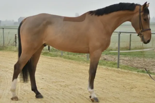 Profilaufnahme eines hellbraunen Belgischen Warmbluts von der anderen Seite. Das Pferd steht aufmerksam an einem Zaun, zeigt seine athletische Linie und trägt ein feines Halfter. Das Bild wurde bei leichtem Nebel auf einem Außenreitplatz aufgenommen.