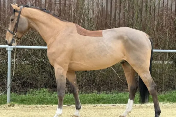 Ein sportliches Belgisches Warmblut (BWP) in der Seitenansicht auf einem Sandplatz. Das Pferd hat ein hellbraunes (falbenfarbenes) Fell mit einer dunklen Mähne und dunklen Beinen. Man erkennt deutlich die sportliche Statur und die Teilschur des Fells; im Hintergrund ist eine Hecke zu sehen.