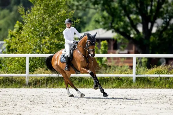 Ein elegantes Tschechisches Warmblut galoppiert aufmerksam auf einem hellen Sandplatz. Das Pferd ist mit einer schwarzen Fliegenhaube und Gamaschen ausgestattet. Die Reiterin im weißen Shirt sitzt konzentriert im Sattel, während im Hintergrund die saftig grünen Bäume der Anlage zu sehen sind.