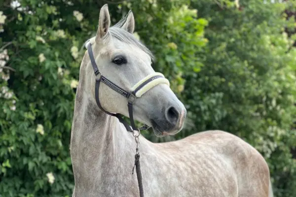 Nahaufnahme eines KWPN-Schimmels mit einer feinen, dunklen „Fliegenschimmel“-Zeichnung. Das Pferd blickt mit wachen Augen zur Seite und trägt ein dunkles Halfter mit weicher, heller Polsterung vor einem Hintergrund aus grünen Sträuchern.
