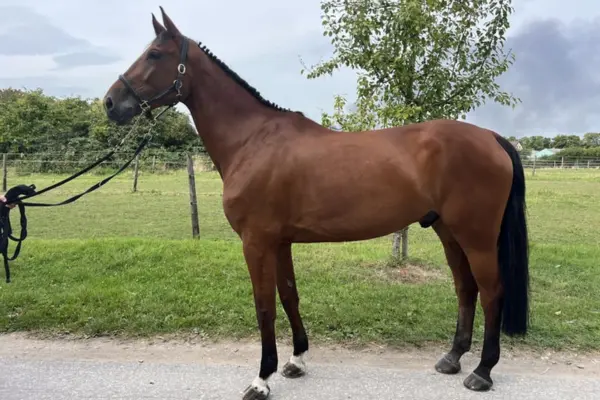 Seitenansicht eines braunen Warmbluts, das ruhig auf einem hellen Weg vor einer grünen Koppel steht. Die Mähne ist ordentlich eingeflochten (Turnierzöpfe), und das Pferd zeigt zwei weiße Socken an den Hinterbeinen. Eine Person führt das Pferd an einer langen schwarzen Leine.