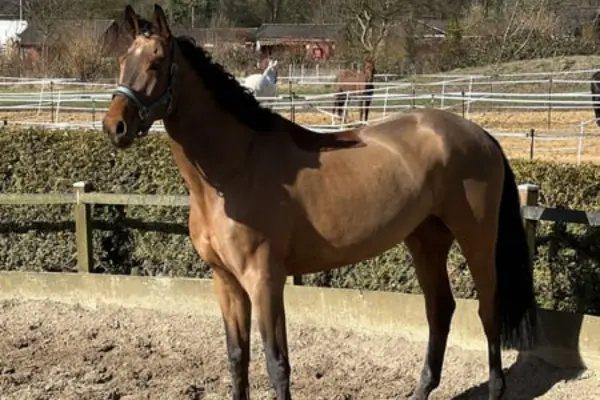 Ein braunes Pferd steht aufmerksam in einem Sandpaddock und blickt über die Schulter nach hinten. Das Pferd trägt ein Halfter; im Hintergrund sind Holzzäune, eine Hecke und weitere Pferde auf einer angrenzenden Weide unter sonnigem Himmel zu sehen.