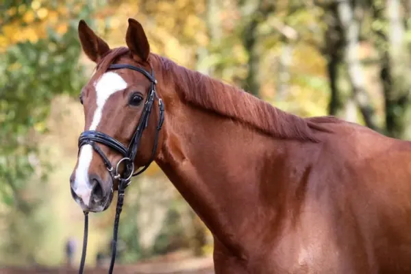 Porträt eines fuchsfarbenen Pferdes mit einer großen, weißen Blesse, die fast die gesamten Nüstern bedeckt. Das Pferd blickt mit wachen Augen zur Seite; im Hintergrund ist herbstliches Laub in weichem Fokus zu erkennen.