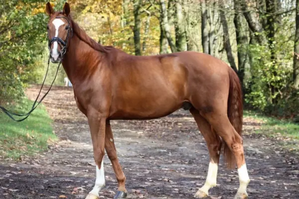 Ganzkörperaufnahme eines fuchsfarbenen Warmbluts im Profil von links. Das Pferd steht auf einem herbstlichen Waldweg, hat eine markante weiße Blesse und vier hochweiße Beine. Es trägt eine schlichte schwarze Trense und blickt aufmerksam in die Ferne.