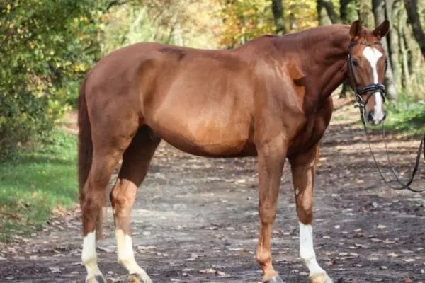Ein sportlicher Fuchs in der Ganzkörperansicht von rechts auf einem mit Blättern bedeckten Weg. Das Pferd präsentiert seine athletische Statur und die vier weißen Abzeichen an den Beinen vor einer herbstlichen Waldkulisse.
