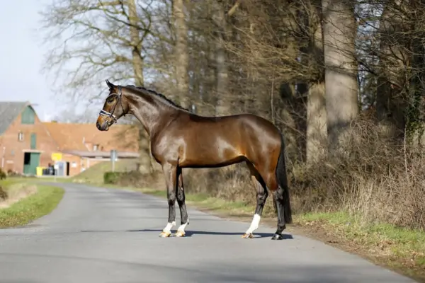 Eine Ganzkörper-Profilaufnahme der dunkelbraunen Stute, die aufmerksam auf einer ruhigen Landstraße steht. Das Bild zeigt das korrekte Exterieur des Sportpferdes; markant sind die zwei weißen Socken an den Vorderbeinen. Im Hintergrund ist ein ländliches Anwesen mit Backsteingebäuden zu sehen.