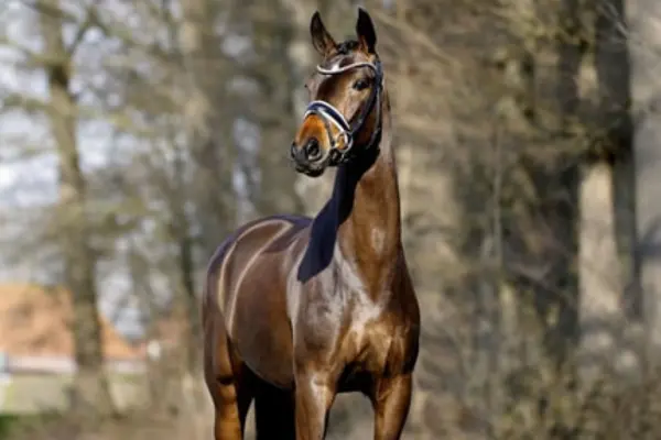 Ein frontales Porträt einer eleganten, dunkelbraunen Stute mit glänzendem Fell. Das Pferd blickt mit wachen Augen und aufgestellten Ohren direkt in die Kamera. Sie trägt eine edle schwarze Trense mit weiß unterlegtem Nasenriemen und einem glitzernden Stirnband.