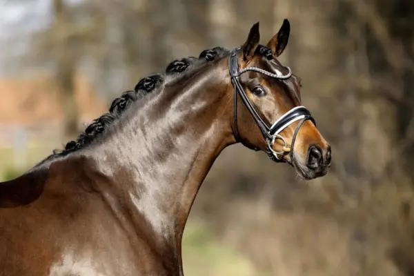 Nahaufnahme von Kopf und Hals der braunen Stute von der Seite. Die Mähne ist professionell in gleichmäßigen Turnierzöpfen eingeflochten. Die Aufnahme betont die feinen Gesichtszüge und das seidige Fell des Pferdes vor einem weichgezeichneten Naturhintergrund.