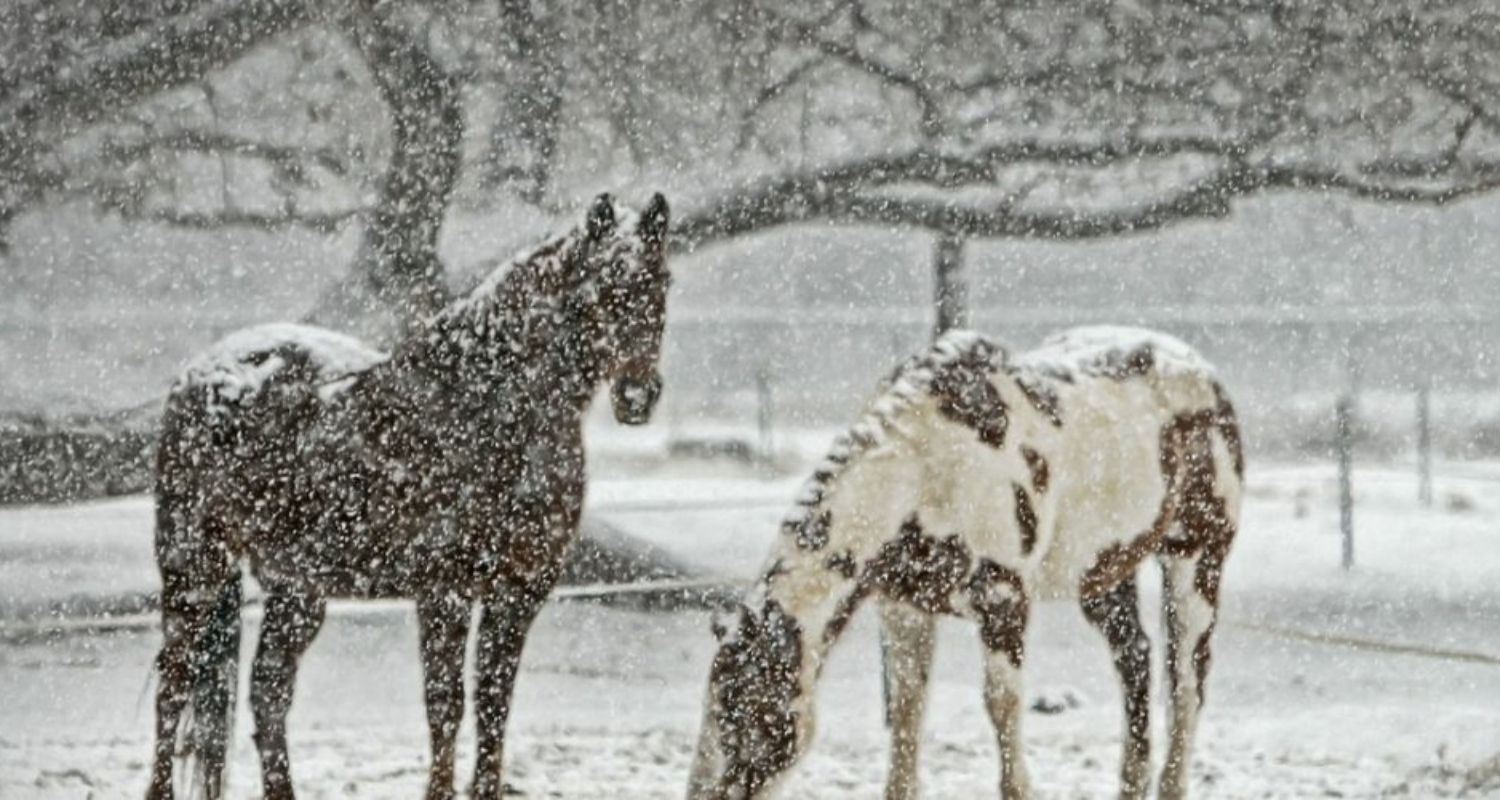 Der liebe Winter …