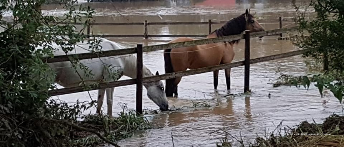 Hochwasser-Katastrophe – Spenden- und Hilfsmöglichkeiten für Flutopfer-Pferde