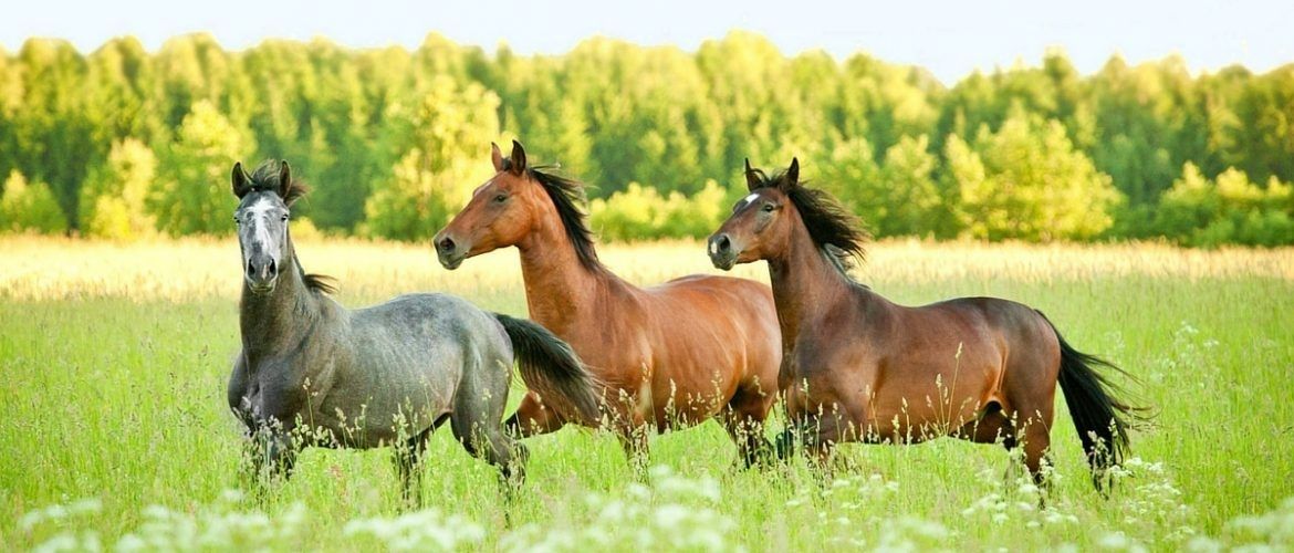 Pferdeweide: Drei Pferde laufen auf einer Weide