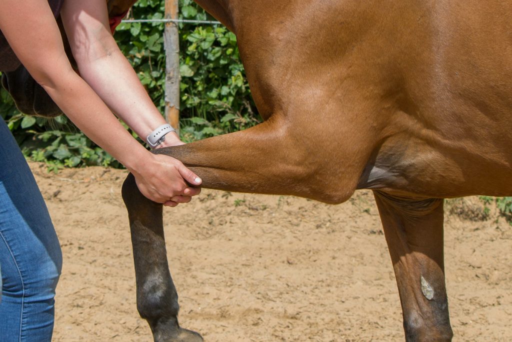 Physiotherapie beim Pferd.