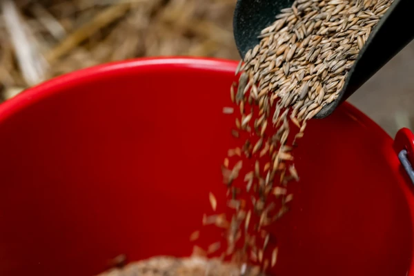 Nahaufnahme von Getreide (Hafer), das aus einer schwarzen Futterschaufel in einen leuchtend roten ehorses Eimer geschüttet wird. Der Hintergrund ist unscharf und zeigt Stroh auf einem Stallboden.