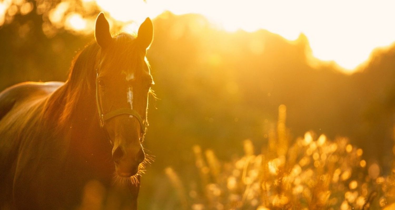 Pferdekalender 2022 – Die schönsten Kalender im Überblick