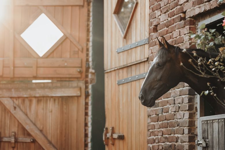 Rappe guckt aus dem Boxenfenster