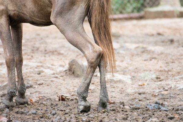 Pferdekrankheiten: Erkrankte Hufe beim Pferd