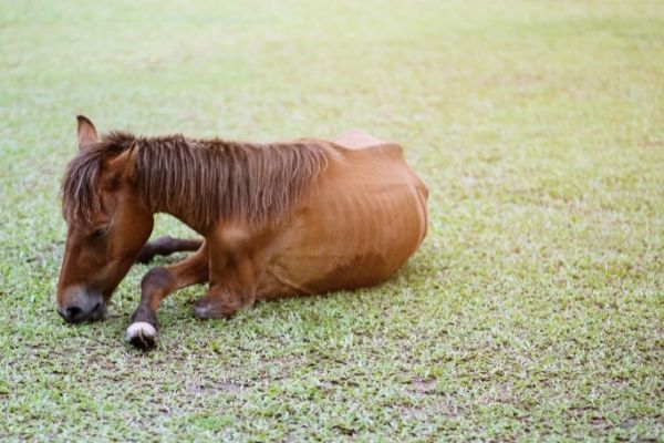 Pferdekrankheiten: Pferd liegt wegen Lahmheit auf dem Boden