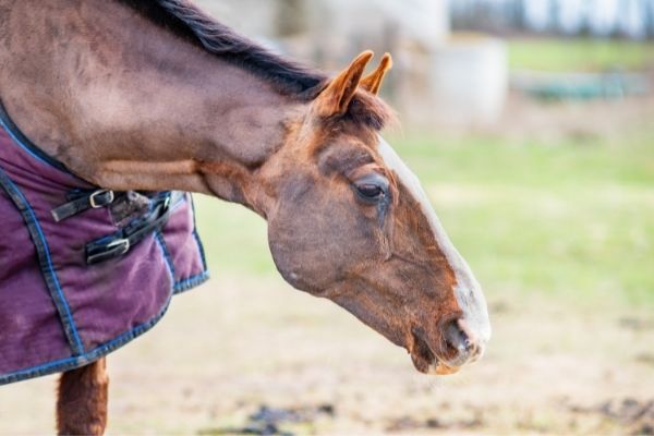 Malleus beim Pferd