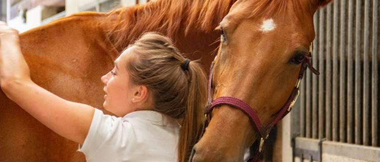 Pferdemassage: So massierst Du Dein Pferd richtig