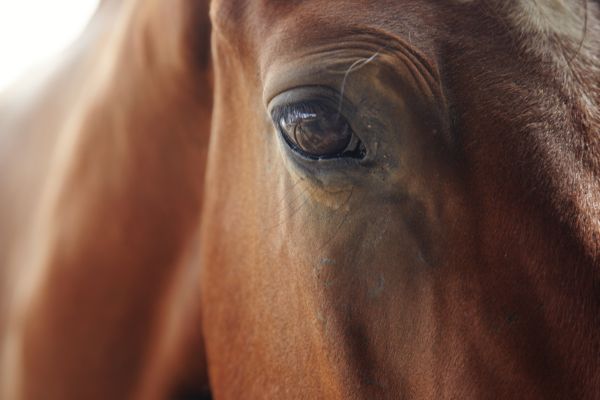 Pferdenamen mit Bedeutung: Nahe Aufnahme von braunem Pferd