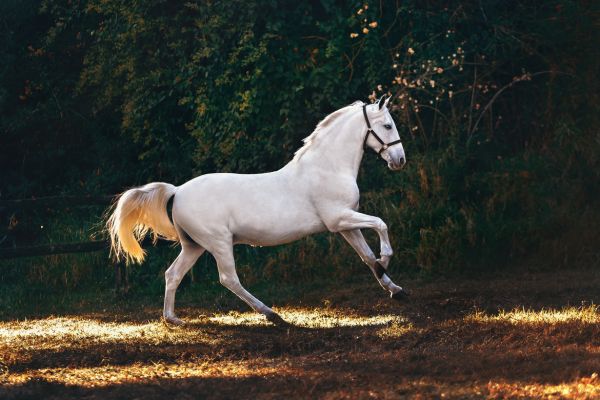 Pferdenamen mit Bedeutung: Schimmel mit Halfter galloppiert