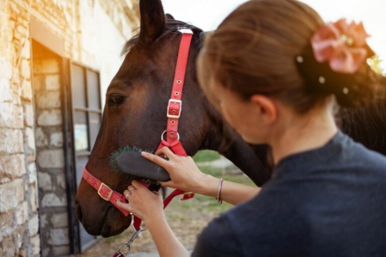Pferdepflege – So pflegst Du Dein Pferd richtig