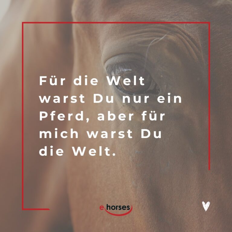 Die 100 schönsten Pferdesprüche mit Bildern ehorses