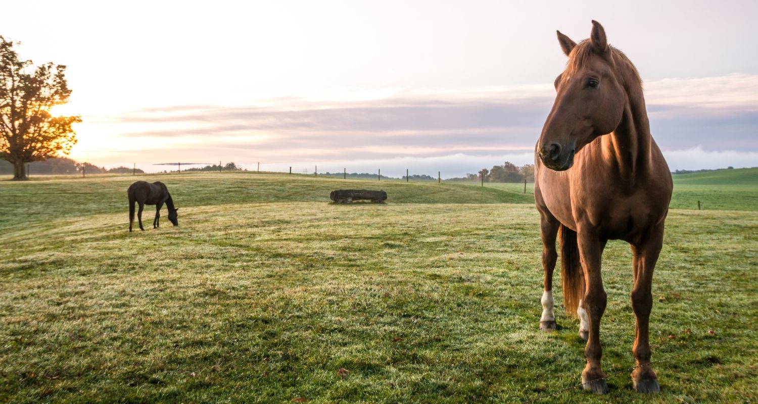 Pferdeweide & Pferd anweiden – Tipps für den Weidegang