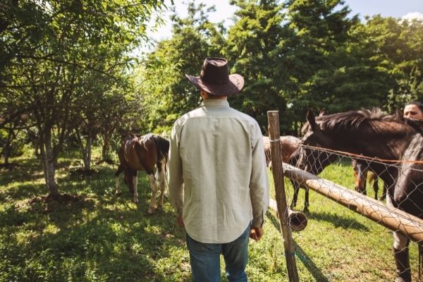 Pferdezucht: Mann bei Pferden auf Weide