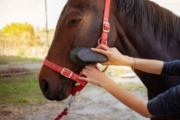 Pflege: Pferd wird gebürstet