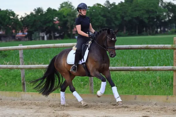 Eine Reiterin in schwarzer Reitbekleidung und mit schwarzem Reithelm reitet ein dunkelbraunes Pony im Galopp auf einem Sand-Außenplatz. Das Pony ist mit einer Trense und einem Dressursattel auf einer weißen Schabracke mit Lammfellrand gezäumt und gesattelt, die Mähne ist eingeflochten, und es trägt weiße Bandagen an allen vier Beinen. Der Reitplatz ist von einem hölzernen Koppelzaun umgeben. Dahinter erstrecken sich grüne Wiesen, ein Feld und eine dichte Baumreihe unter einem bewölkten Himmel.
