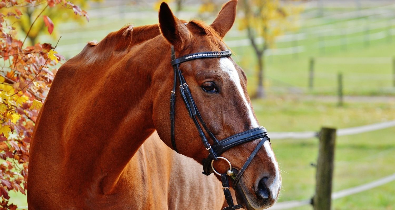 Pilz beim Pferd Symptome, Ursachen & Behandlung ehorses Magazin