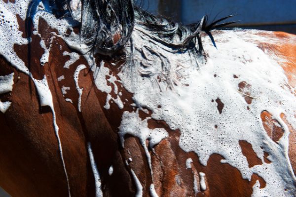 Pilze beim Pferd: Pferd wird gewaschen