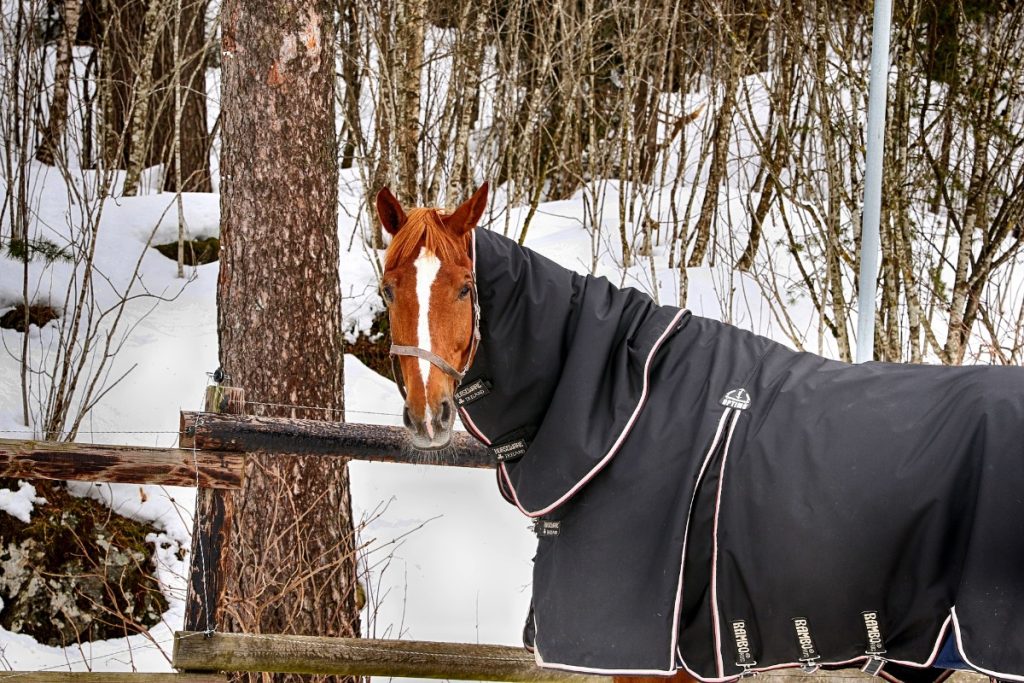 Pferd steht mit Decke im Winter auf der Weide.