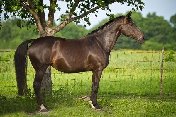 Polnisches Warmblut: Dunkelbraunes Pferd von der Seite