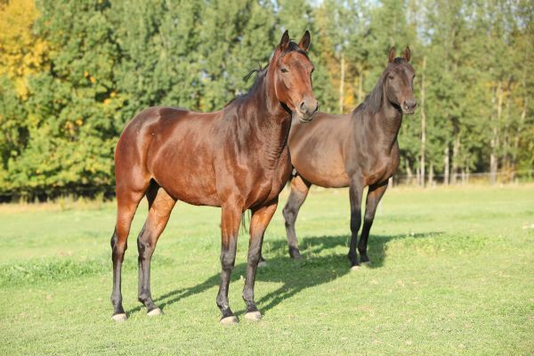 Polnisches Warmblut: Zwei braune Pferde stehen nebeneinander auf einer Wiese