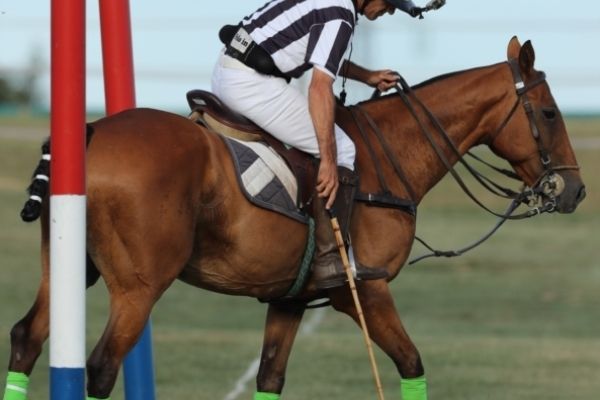 Polo Pony beim Polosport