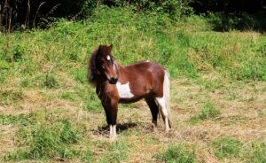 Futtermanagement: Pony auf einer Wiese