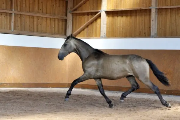 Ein freilaufendes, falbfarbenes Pferd mit dunklen Beinen und dunklem Schweif trabt in der Seitenansicht durch eine holzverkleidete Reithalle mit Sandboden.
