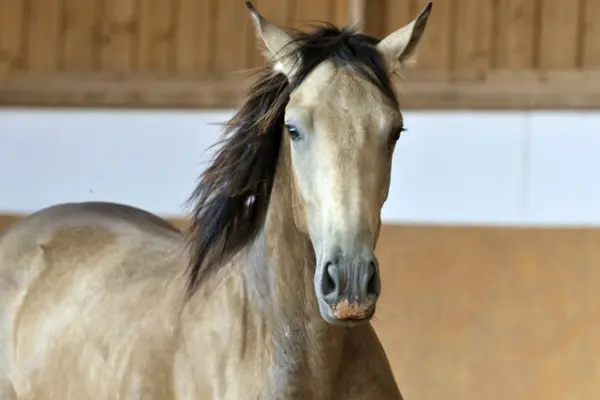 Nahaufnahme des Kopfes eines falbenen Pferdes mit dunkler Mähne, das mit aufmerksamen Ohren nach vorne blickt, vor der Holzverkleidung einer Reithalle.