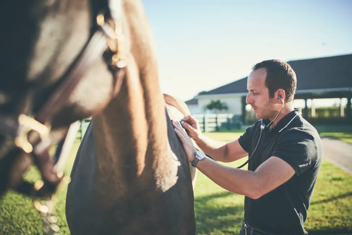 Ein Tierarzt hört mit einem Stetoskop den Pferdebauch eines dunkelbraunen Pferdes ab