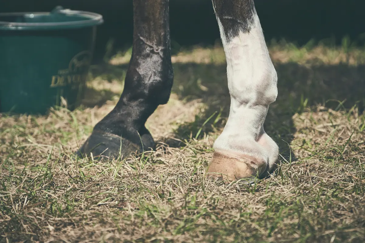 Nahaufnahme von zwei Pferdebeinen (Vorderbeinen), die auf Einstreu stehen