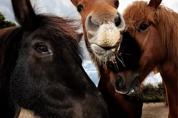 Drei Islandpferde schauen neugierig in die Kamera, an ihren Mäulern sieht man Futterreste (Shakes von hooved). Freundliche Szene.