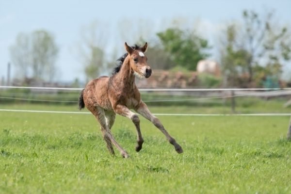 Quarter Pony Fohlen