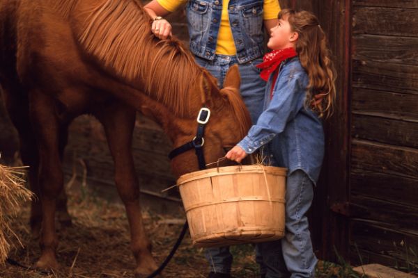 pferd wird mit reiskeimöl gefüttert